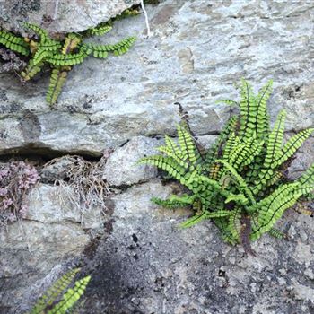 Asplenium_trichomanes_HRM_Q4.jpg