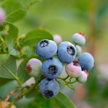 Vaccinium_corymbosum_Bluecrop_2006_4551.jpg