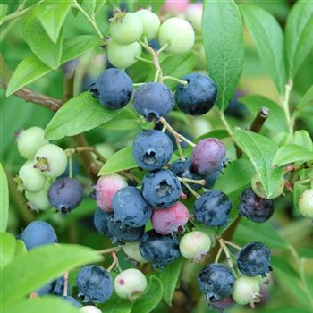 Vaccinium_corymbosum_Bluecrop_2010_5097_Q.jpg