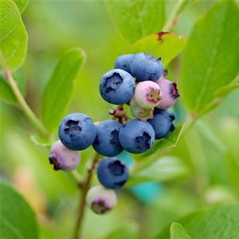 Vaccinium_corymbosum_Bluecrop_2008_6517_q.jpg