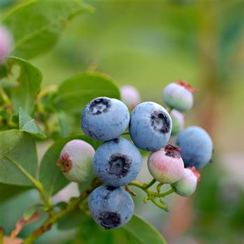 Vaccinium_corymbosum_Bluecrop_2006_4551_Q.jpg