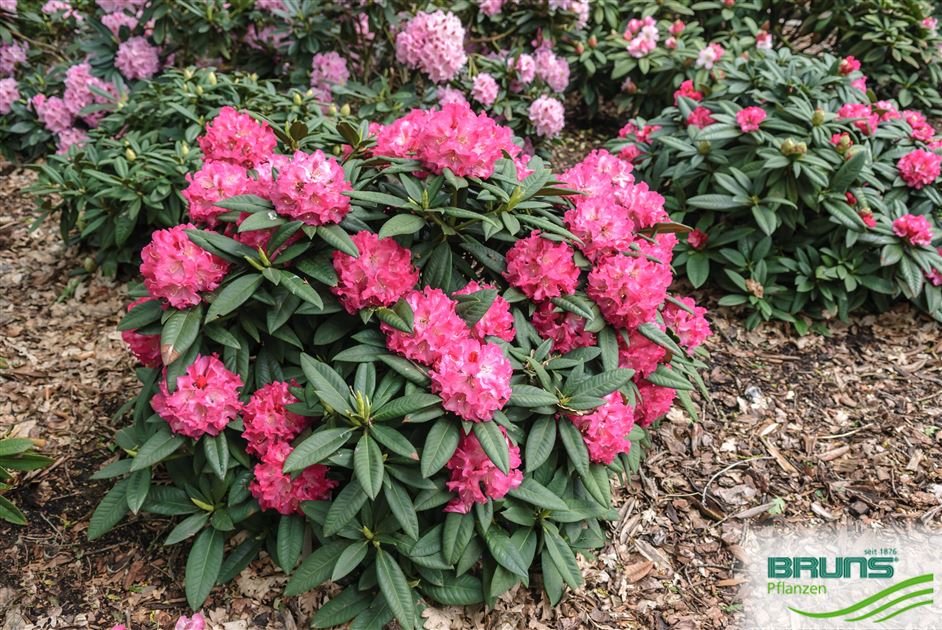 Rhododendron 'Nofretete' von Bruns Pflanzen