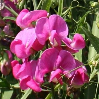 Lathyrus_latifolius_HRM_Q1.jpg