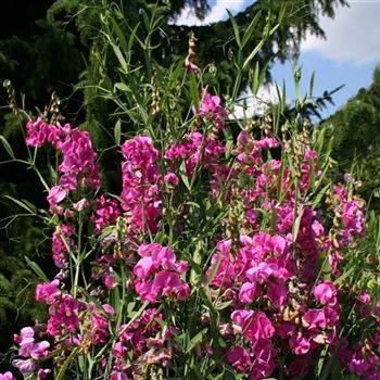 Lathyrus_latifolius_HRM_Q2.jpg