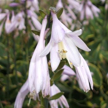 Hosta_x_fortunei_Aureo_Marginata_WI_Q1.jpg