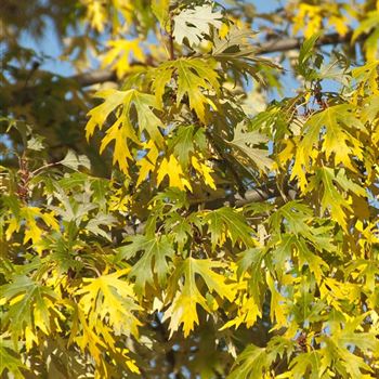 Acer_saccharinum_Laciniatum_Wieri_2008_9470_q.jpg