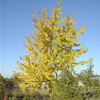 Acer_saccharinum_Laciniatum_Wieri_2008_9467.jpg