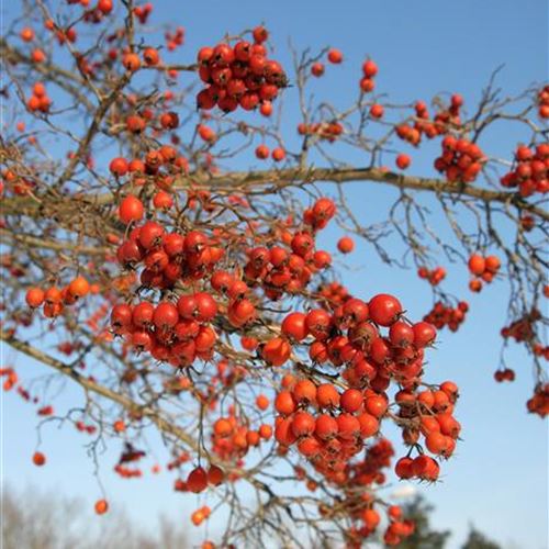 Crataegus crus-galli