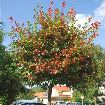 Crataegus_crus_galli_HRM_9265.jpg