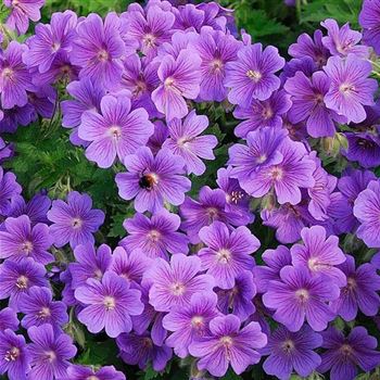 Geranium_pratense_Johnsons_Blue_HRM_Q1.jpg