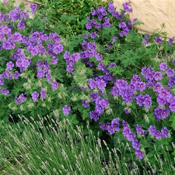 Geranium_pratense_Johnsons_Blue_HRM_Q3.jpg