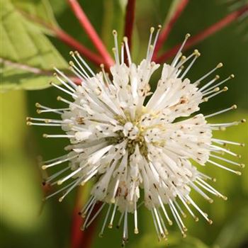 Cephalanthus_occidentalis_1S1B0953.JPG