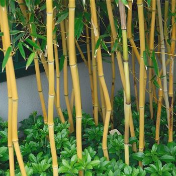 Phyllostachys_aureosulcata_fo_spectabilis_2007_1048_b.jpg