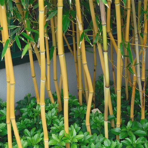 Phyllostachys aureos. 'Spectabilis'