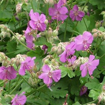 Geranium_cantabrigiense_Cambridge_HRM_Q1.jpg