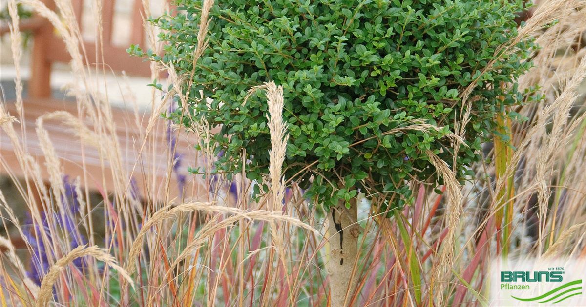 fertilizer for philodendron Buy Philodendron Fertilizer for Sale | Air Plant Food