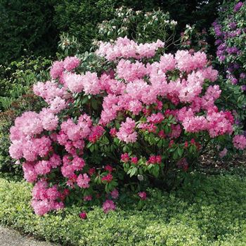 Rhododendron_Polaris_2005_2126_b_Q.jpg