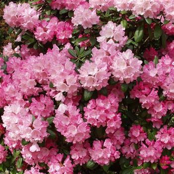 Rhododendron_yakushimanum_Polaris_2005_2125_q_Q.jpg