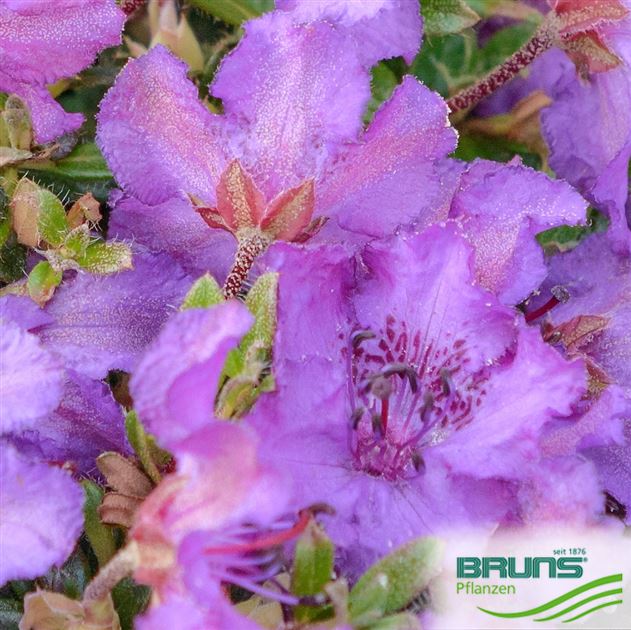 Rhododendron radicans von Bruns Pflanzen