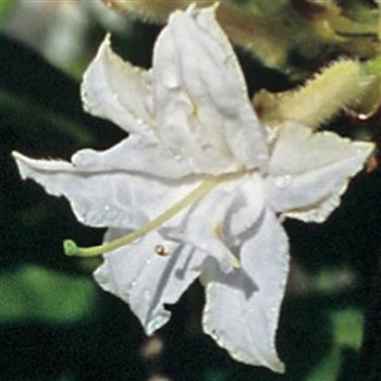 Azalea_Whitethroat_HRM_Q1.jpg