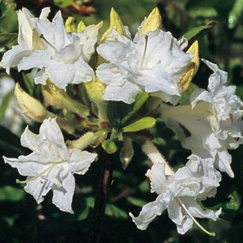 Azalea_Whitethroat_HRM_Q2.jpg