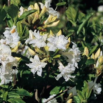 Azalea_Whitethroat_HRM_Q3.jpg