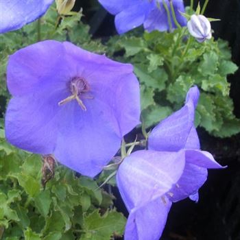 Campanula_carpatica_Blaue_Clips_WI_Q1.jpg