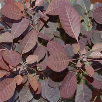 Cotinus_coggygria_Royal_Purple_GR_Q2.jpg