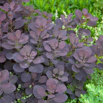 Cotinus_coggygria_Royal_Purple_2008_3965.jpg