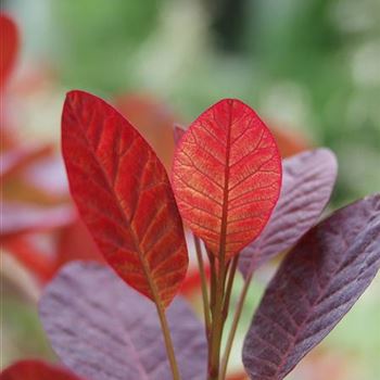 Cotinus_coggygria_Royal_Purple_2005_2579_b.jpg