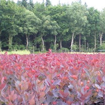 Cotinus_coggygria_Royal_Purple_GR_R4.jpg