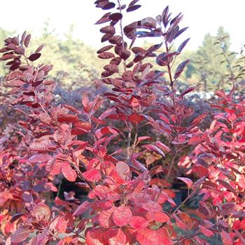 Cotinus_coggygria_Royal_Purple_GR_Q3.jpg