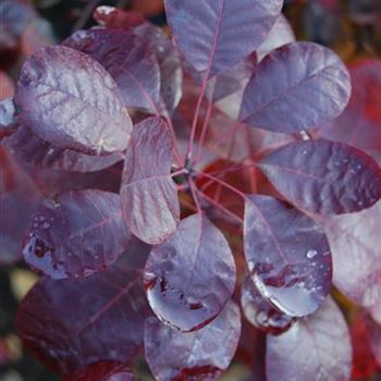 Cotinus_coggygria_Royal_Purple_GR_R1.jpg