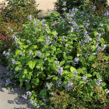 Clematis_Cote_d_Azur_HRM_Q3.jpg