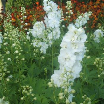 Delphinium_Galahad_WI_Q2.jpg