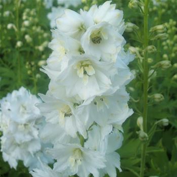 Delphinium_Galahad_WI_Q1.jpg