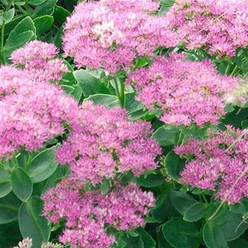 Sedum_spectabile_Carmen_HRM_Q1.jpg