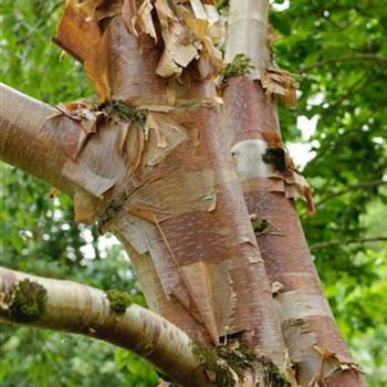 Betula_albosinensis_2006_3018.jpg