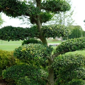 Ilex_crenata_HRM_4647.jpg