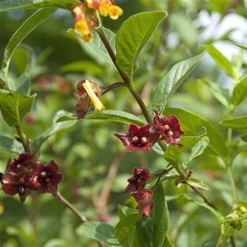 Lonicera_ledebourii_2008_4759.jpg