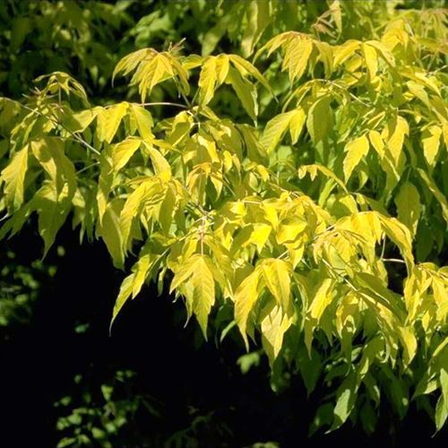 Acer negundo 'Kellys Gold'