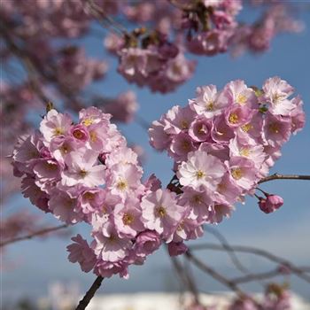 Prunus_Accolade_2007_0376.jpg