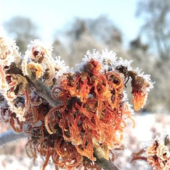 Hamamelis_intermedia_Jelena_Petalen_Winter.JPG