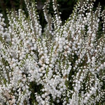 Calluna vulgaris 'Kinlochruel'