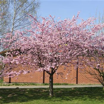 Prunus_Accolade_2007_0373.jpg