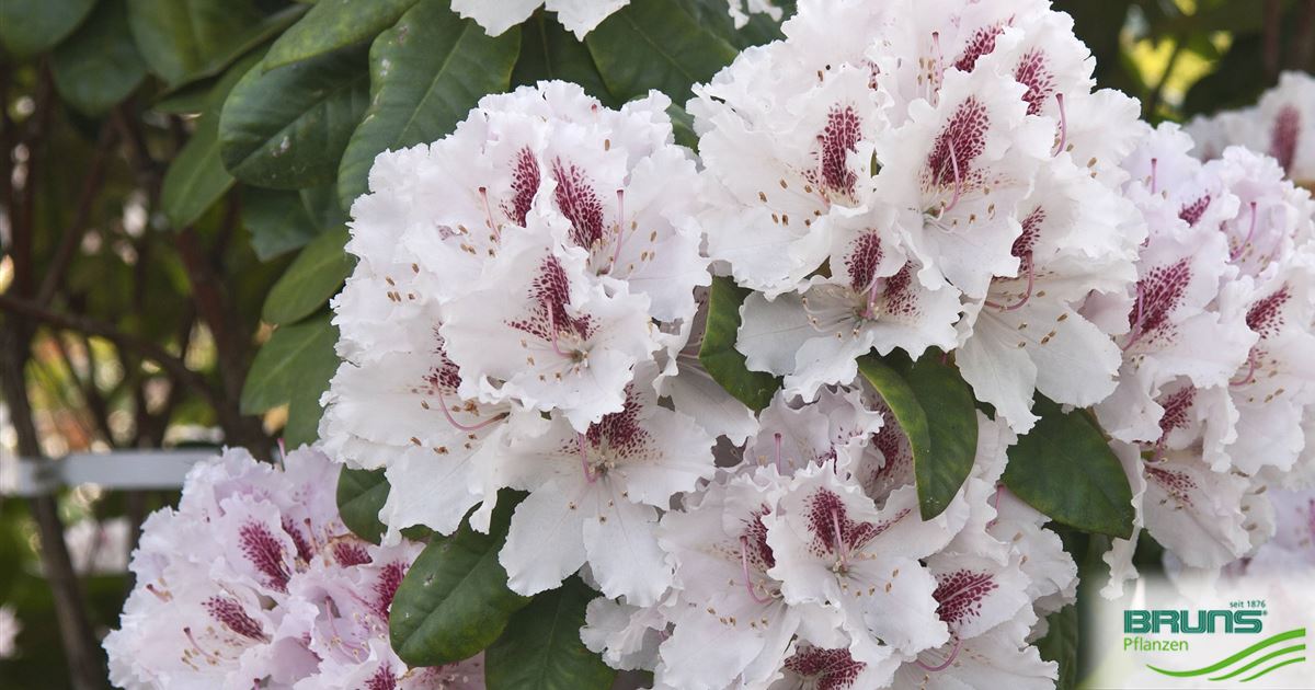 Rhododendron 'Le Progres' von Bruns Pflanzen