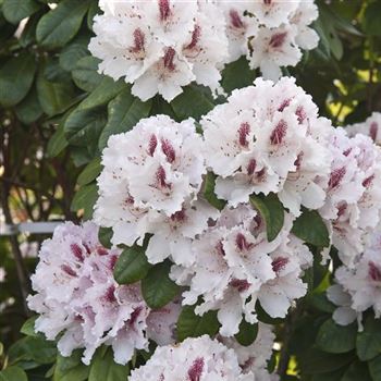 Rhododendron_Le_Progres_2009_1657.jpg