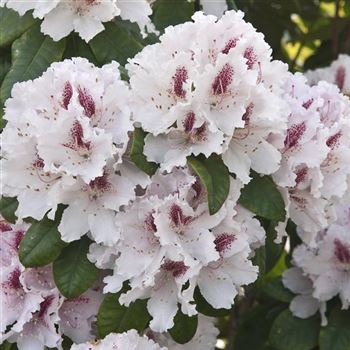 Rhododendron_Le_Progres_2009_1657_Q.jpg