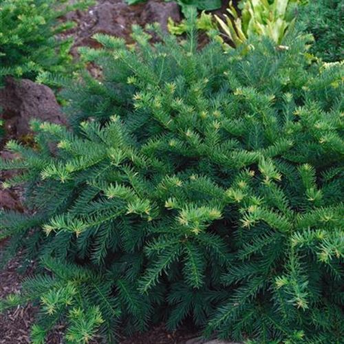 Taxus baccata 'Repandens'
