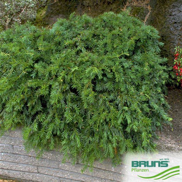 Taxus baccata 'Repandens' von Bruns Pflanzen